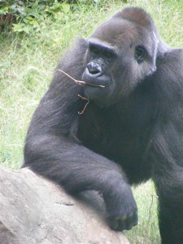 Jess2ndBDay_DALZoo (145) (Medium).JPG - Daddy takin' a break!...  What?  That's not Daddy?!  Oops, sorry Daddy... my bad!?...